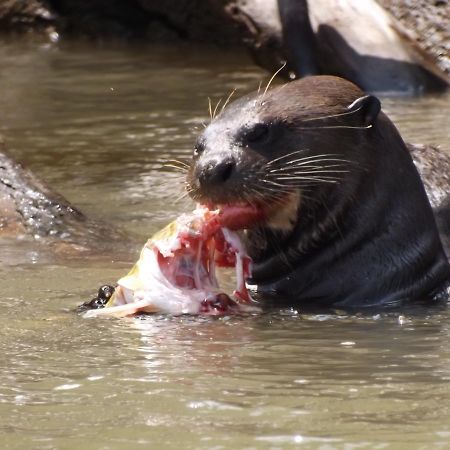Pousada Reserva Ecologica Jaguar 포코네 외부 사진