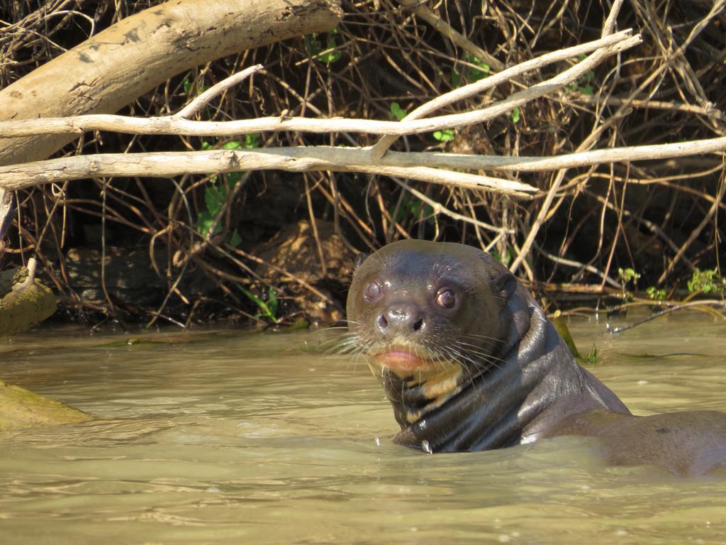 Pousada Reserva Ecologica Jaguar 포코네 외부 사진