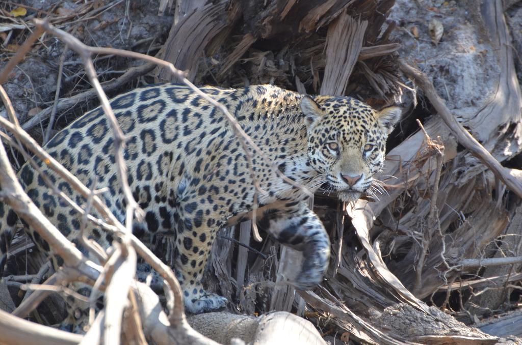Pousada Reserva Ecologica Jaguar 포코네 외부 사진
