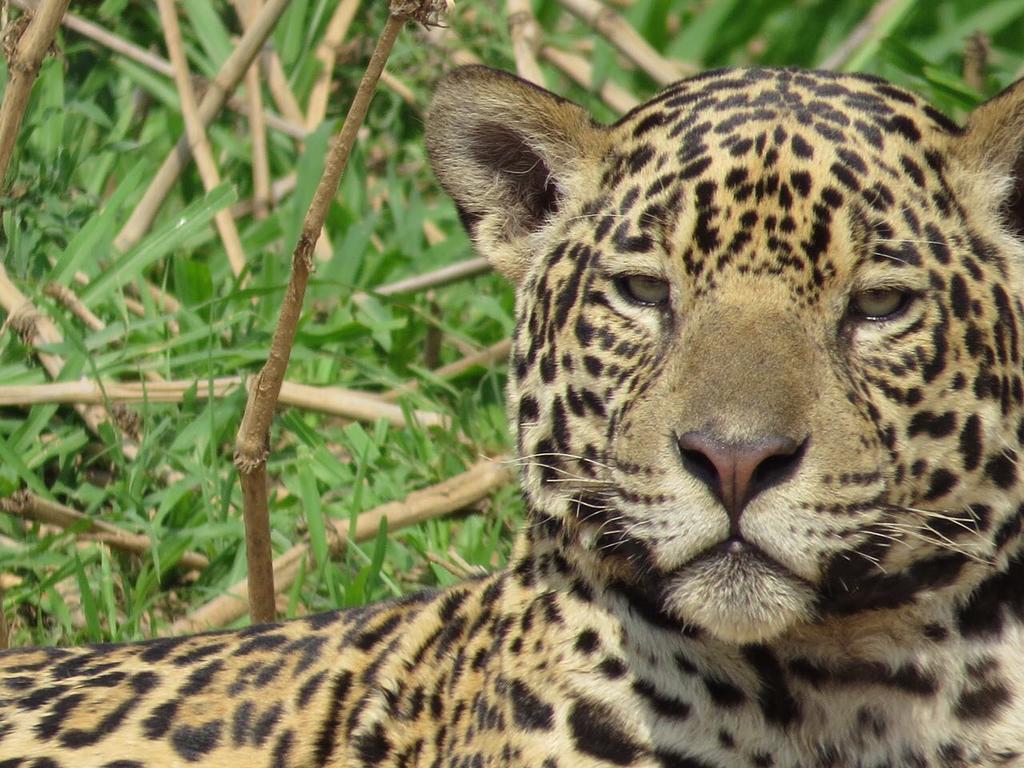Pousada Reserva Ecologica Jaguar 포코네 외부 사진