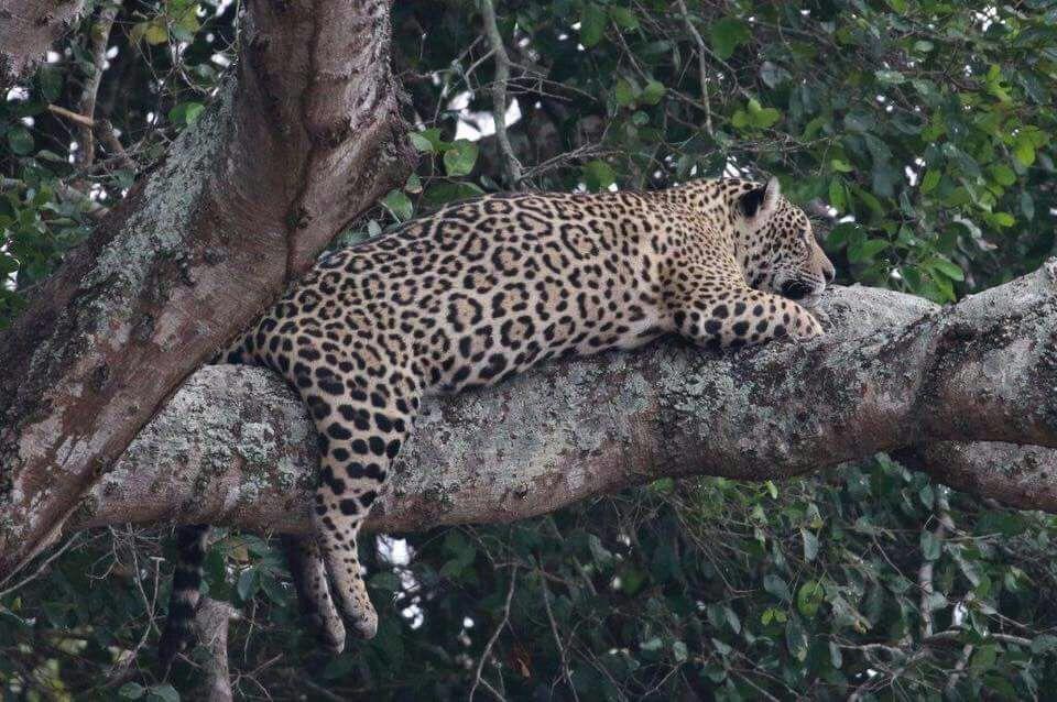 Pousada Reserva Ecologica Jaguar 포코네 외부 사진