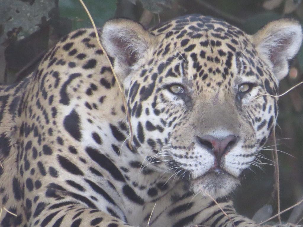 Pousada Reserva Ecologica Jaguar 포코네 외부 사진