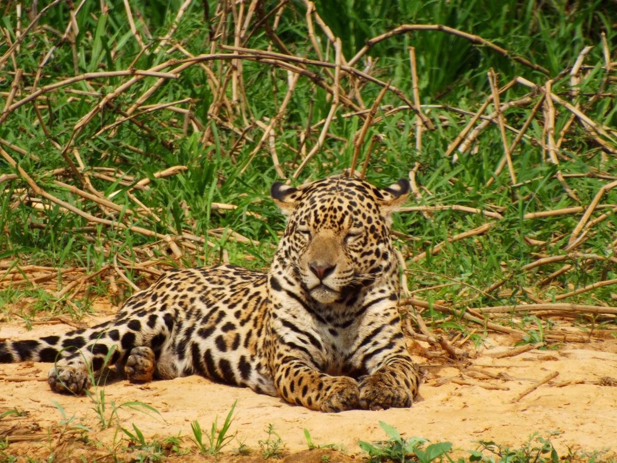 Pousada Reserva Ecologica Jaguar 포코네 외부 사진
